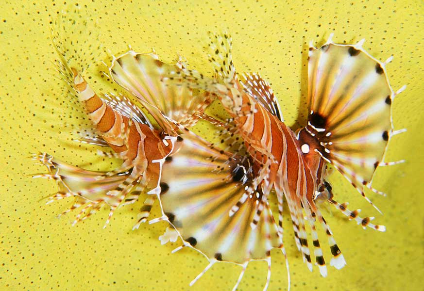 Two Lionfish