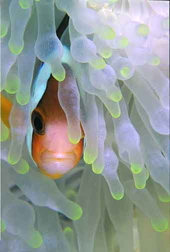 One Eye Clownfish